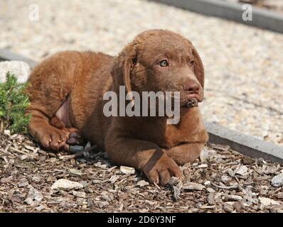 Beau chesapeake Bay retriever chiot allongé dans le jardin Banque D'Images