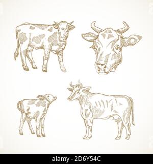 Jeu d'illustrations vectorielles dessinées à la main vache, Bull et veau. Résumé animaux domestiques ensemble d'esquisse. Collection de dessins style Doodle. Illustration de Vecteur