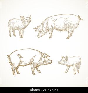 Jeu d'illustrations vectorielles Pig, Hog et Piggies dessinées à la main. Résumé animaux domestiques ensemble d'esquisse. Collection de dessins style Doodle. Illustration de Vecteur