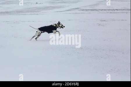 Chien dalmatien avec manteau d'hiver sautant sur une neige couverte paysage Banque D'Images