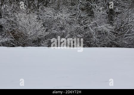 Forêt après de fortes chutes de neige Banque D'Images