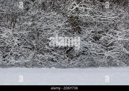 Forêt après de fortes chutes de neige Banque D'Images
