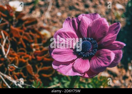 Détail d'une fleur rose isolée de l'anémone coronaria dans nature Banque D'Images