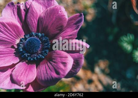 Macro d'une fleur rose isolée de l'anémone coronaria dans nature Banque D'Images