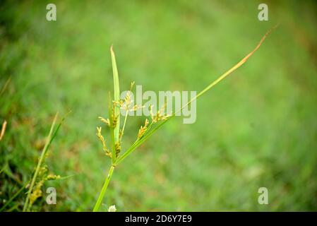 Gros plan du bourgeon de riz vert et des feuilles fraîches en agriculture champ Banque D'Images