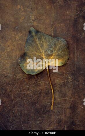 Feuille dorée d'Ivy ou Hedera à l'automne sur cuir marron usé Banque D'Images