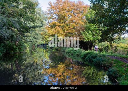 Une seule femme marchant sur le chemin de halage sur le canal de navigation de la rivière Wey lors d'une journée automnale ensoleillée, Byfleet Surrey, Angleterre, Royaume-Uni Banque D'Images