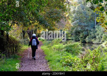 Une femme âgée utilisant des bâtons de marche tout en marchant sur le Chemin de halage au bord du canal de navigation de la rivière Wey sur un soleil Jour d'automne, Byfleet Surrey Angleterre Royaume-Uni Banque D'Images