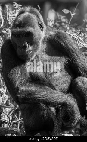 Adulte Gorilla de l'ouest des basses terres (Gorilla gorilla gorilla) captive Bristol Royaume-Uni. Août 2019 Banque D'Images