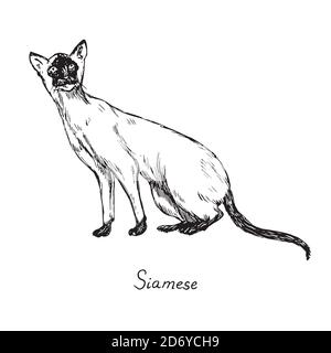 Siamese, chat races illustration avec inscription, Doodle dessiné à la main, esquisse, contour noir et blanc Banque D'Images