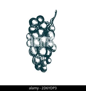 Bouquet de raisins, caniche dessinée à la main, croquis, dessin en noir et blanc Banque D'Images