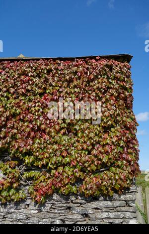 Virginia Creeper Climbing Plant Foliage ( Parthenocissus tricuspidata ) en automne ou en automne sur un mur de bâtiment, Royaume-Uni Banque D'Images