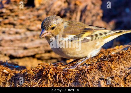 Chaffinch juvénile, Fringilla coelebs, Forêt méditerranéenne, Castille et Leon, Espagne, Europe Banque D'Images