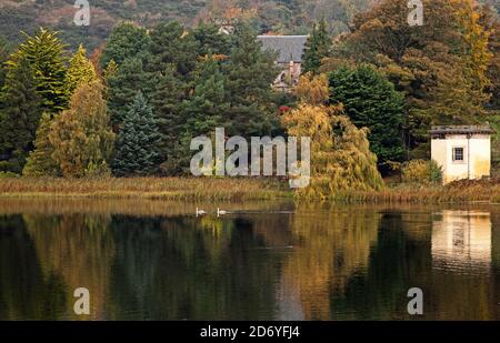 Duddingston Loch Edinburgh, Écosse, Royaume-Uni. 20 octobre 2020. Nuageux avec une température de 10 degrés avec peu de brise. Photo : le Loch Duddingston avec la Tour de Thomson réfléchie en premier plan avec deux jeunes cygnes et Duddingston Kirk nichés avec les arbres à feuilles persistantes du conifères dans le jardin du Dr Neil. La tour conçue par William Henry Playfair construite en 1825 pour que la Duddingston Curling Society stocke ses pierres. Un lieu de rencontre pour les conservateurs et un studio pour l'artiste respecté le Rév. John Thomson, ministre de Duddingston de 1805 à 1840. Crédit : Arch White/Alamy Live News. Banque D'Images