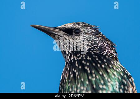 Portrait de l'esturling commun (sturnus vulgaris) Banque D'Images