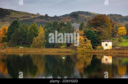 Duddingston Loch Edinburgh, Écosse, Royaume-Uni. 20 octobre 2020. Nuageux avec une température de 10 degrés avec peu de brise. Photo : en automne, le Loch Duddingston avec la Tour de Thomson réfléchie en premier plan avec Mute Swan et Duddingston Kirk nichés avec les arbres à feuilles persistantes du conifères dans le jardin du Dr Neil. La tour conçue par William Henry Playfair construite en 1825 pour que la Duddingston Curling Society stocke ses pierres. Un lieu de rencontre pour les conservateurs et un studio pour l'artiste respecté le Rév. John Thomson, ministre de Duddingston de 1805 à 1840. Crédit : Arch White/Alamy Live News. Banque D'Images