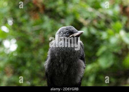 Jeune oiseau jackdaw perché et entouré de feuillage Banque D'Images