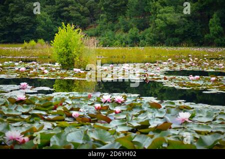 Nénuphars dans un lac, son environnement naturel Banque D'Images