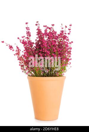 Fleur pourpre balai plante de bruyère - erica gracilis - in pot de fleurs en terre cuite isolé sur fond blanc Banque D'Images