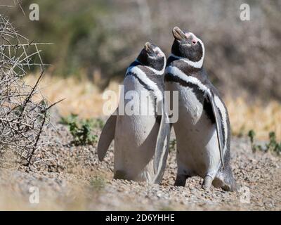 Manchot magellanique (Spheniscus magellanicus) en colonie dans la Valdes. La péninsule de Valdes est une réserve naturelle classée au patrimoine mondial de l'UNESCO. Sud A. Banque D'Images