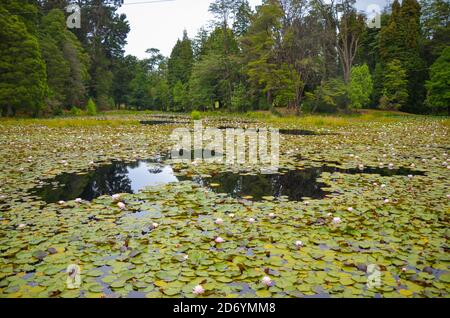 Petit lac avec des nénuphars en surface à Valdivia, au Chili Banque D'Images