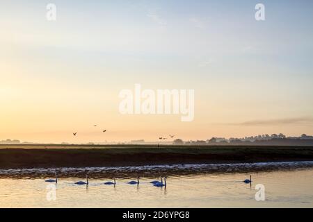 Paysage du début de l'automne. Ciel à l'aube avec des oiseaux, et cygnes sur la rivière Trent, Stoke Bardolph dans la campagne de Notinghamshire, Angleterre, Royaume-Uni Banque D'Images