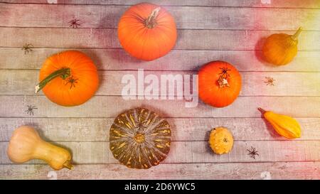 Citrouille automne halloween décor sur un bureau en bois. Vue de dessus, plan d'examen avec différents types de citrouilles, araignées scène de Thanksgiving lumineuse. Banque D'Images