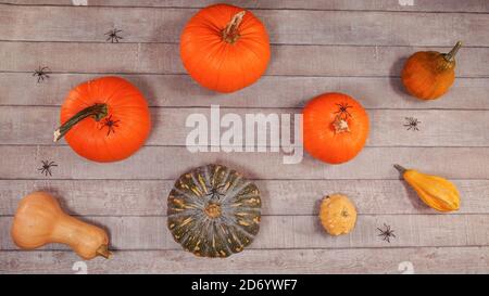 Citrouille automne halloween décor sur un bureau en bois. Vue de dessus, plan d'examen avec différents types de citrouilles, araignées scène de Thanksgiving lumineuse. Banque D'Images