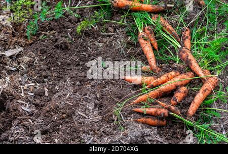 Récolte de carottes mûres récoltées et allongées sur le sol dans le jardin. Concept d'agriculture biologique. Copier l'espace. Banque D'Images