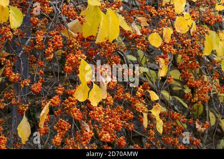 Fruits jaunes et graines d'orange du Celastrus orbiculatus Oriental vin de l'équipe amer en automne Banque D'Images