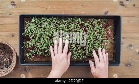 Pose à plat. Radis microverts dans le plateau de propagation, prêt pour la récolte. Banque D'Images