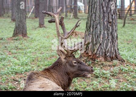 Un grand wapiti ou cerf avec de grands bois repose sur le sol entre Banque D'Images