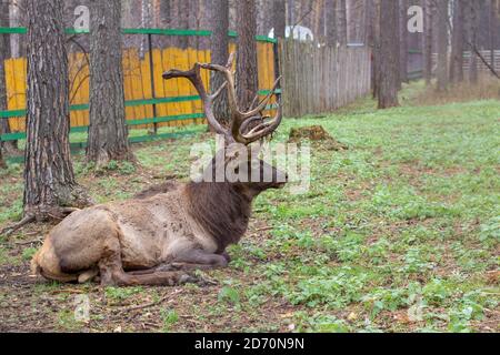 Un grand wapiti ou cerf avec de grands bois repose sur le sol entre Banque D'Images