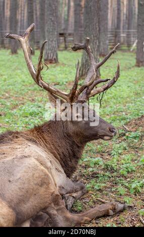 Un grand wapiti ou cerf avec de grands bois repose sur le sol entre Banque D'Images