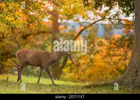 Jeune Male Red Deer, parc Woburn Deer, automne 2020 Banque D'Images