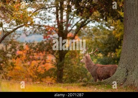 Jeune Male Red Deer, parc Woburn Deer, automne 2020 Banque D'Images