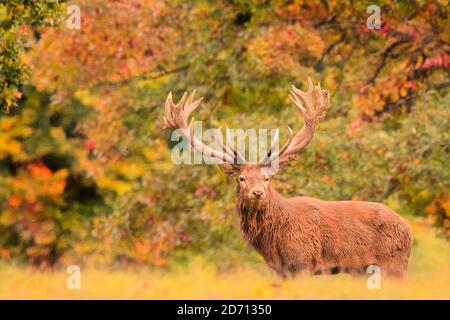 Red Deer Stag, Red Deer, Cervus elaphus, Woburn Deer Park, automne 2020 Banque D'Images