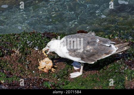 Grand guette à dos noir (Larus marinus) sous-adulte se nourrissant d'un crabe araignée épineux (Maja schinado) il vient de prendre à marée basse, au pays de Galles, au Royaume-Uni. Banque D'Images