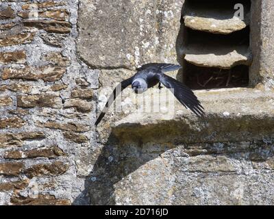 Jackdaw (Corvus monedula) volant de son emplacement de nid derrière de vieilles persiennes en pierre dans une fenêtre d'église, Lacock, Wiltshire, Royaume-Uni, mai. Banque D'Images