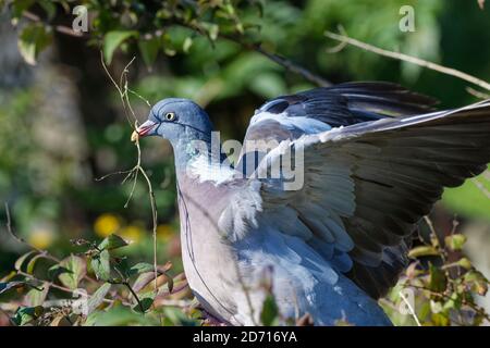 Pigeon de bois (Columba palumbus) collecte de matériel de nid dans un jardin, Gloucestershire, Royaume-Uni, septembre. Banque D'Images