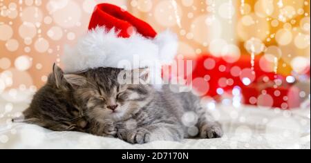 Jolis chatons en tabby qui dorment ensemble dans un chapeau de noël avec des lumières de neige floues. Chapeau de Père Noël sur joli chat de bébé. Chats de Noël. Animaux domestiques en costume Banque D'Images