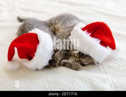 Jolis chatons en tabby qui dorment ensemble dans des chapeaux de noël. Chapeau de Père Noël sur joli chat de bébé.chats de Noël. Petit animal enfant et concept de maison confortable Banque D'Images