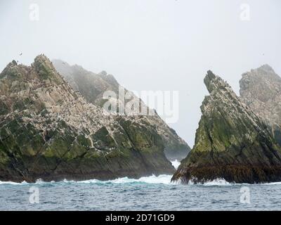 Le Shag Rocks, près de la Géorgie du Sud, un groupe unihabité d'îles rocheuses dans l'océan sud. Rookery of Imperal Shags (Phalacrocorax albiventer Banque D'Images