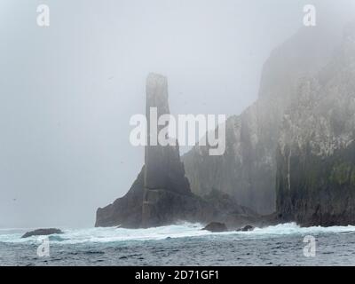 Le Shag Rocks, près de la Géorgie du Sud, un groupe unihabité d'îles rocheuses dans l'océan sud. Rookery of Imperal Shags (Phalacrocorax albiventer Banque D'Images