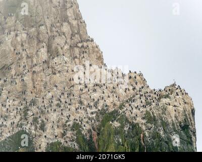 Le Shag Rocks, près de la Géorgie du Sud, un groupe unihabité d'îles rocheuses dans l'océan sud. Rookery of Imperal Shags (Phalacrocorax albiventer Banque D'Images