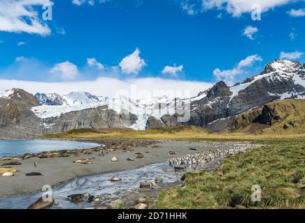 Gold Harbor avec le puissant glacier Bertrab sur la Géorgie du Sud et Une immense colonie de manchots royaux (Aptenodytes patagonicus) Et les phoques de l'éléphant du Sud (i Banque D'Images