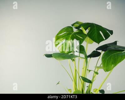 monstera fleur sur une table contre un mur bleu, espace pour le texte. Monstera ou plante de fromage suisse potée sur une table avec mur bleu copie de fond spa Banque D'Images