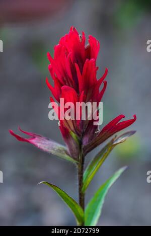 Red Indian Paintbrush (Castilleja miniata), Rocky mountains, Colorado, Etats-Unis, par Bruce montagne/Dembinsky photo Assoc Banque D'Images