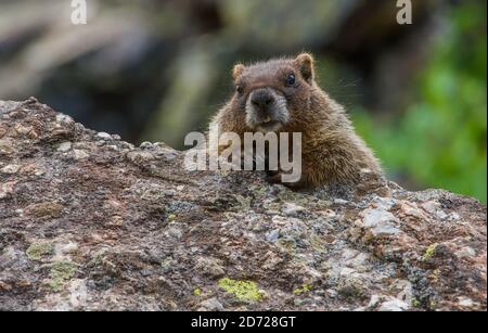 Marmot à ventre jaune (Marmota flaviventris) montagnes Rocheuses, Colorado, États-Unis, par Bruce montagne/Dembinsky photo Assoc Banque D'Images