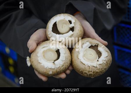 Les champignons sont cueillis sur le domaine de Waitrose Leckford dans le Hampshire. La ferme récolte typiquement plus de 25 tonnes de champignons par semaine, qui sont cueillis et emballés sur place avant d'être distribués aux supermarchés de Waitrose à travers le pays. Date de la photo: Jeudi 6 avril 2017. Le crédit photo devrait se lire: Matt Crossick/Empics Entertainment. Le domaine de Leckford est une ferme de 4000 hectares, détenue et gérée par Waitrose, et produit pour ses magasins au Royaume-Uni et pour l'exportation vers 56 pays. Banque D'Images